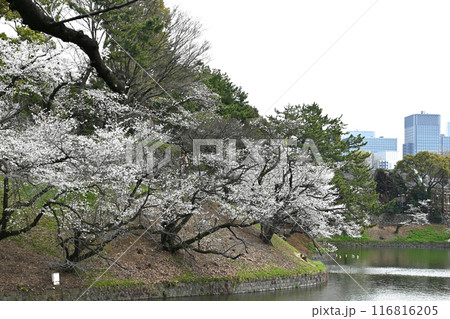 千鳥ヶ淵の桜の景色 千鳥ヶ淵の桜の景色 116816205