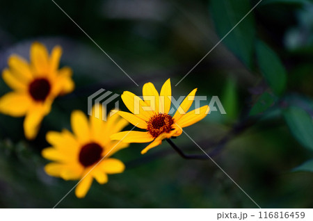 ルドベキア・タカオの花 ルドベキア・タカオの花 116816459