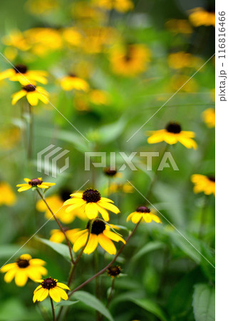 ルドベキア・タカオの花 ルドベキア・タカオの花 116816466