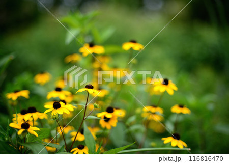 ルドベキア・タカオの花 116816470