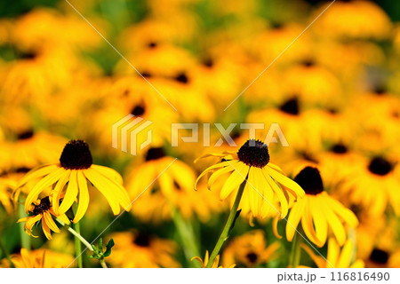 ルドベキア・タカオの花 116816490