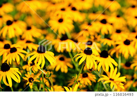 ルドベキア・タカオの花 116816493