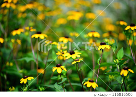 ルドベキア・タカオの花 ルドベキア・タカオの花 116816500