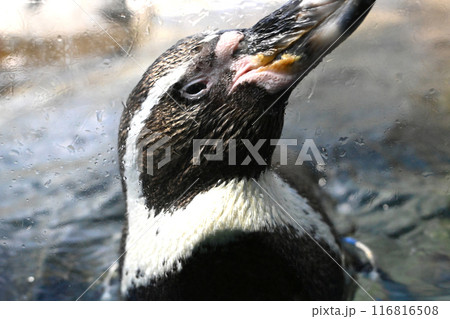 かわいいペンギンの景色 かわいいペンギンの景色 116816508