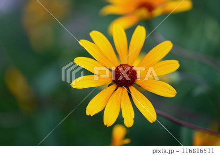 ルドベキア・タカオの花 ルドベキア・タカオの花 116816511