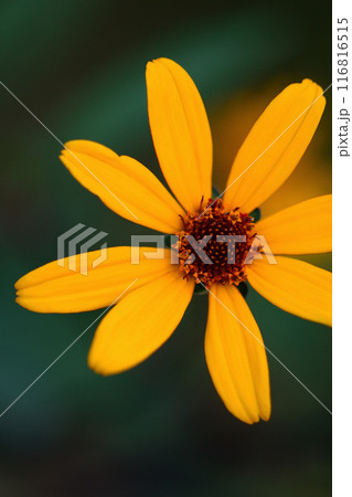 ルドベキア・タカオの花 116816515