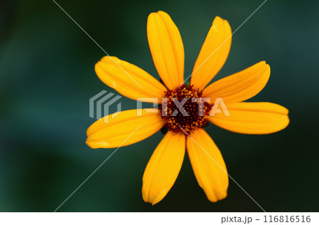 ルドベキア・タカオの花 116816516
