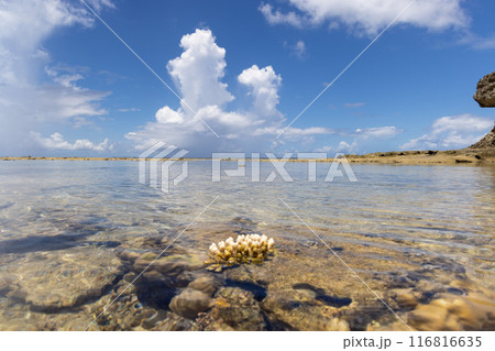 美しいサンゴ礁の海と空 116816635