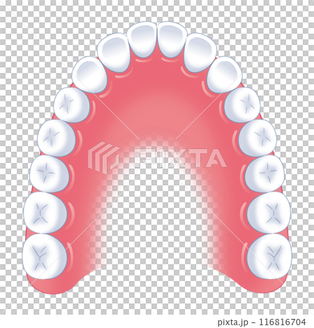 成人齒列 116816704