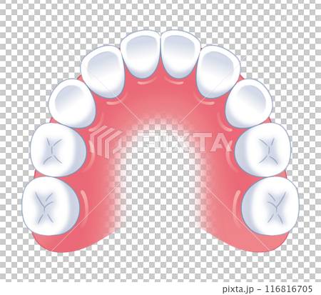 孩子的牙列 孩子的牙列 116816705