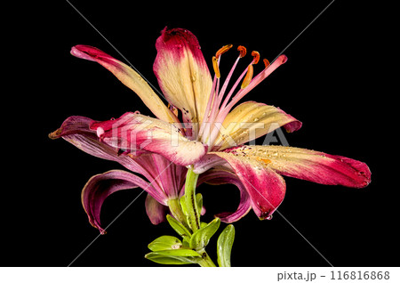 Blooming orange lollypop lily on a black background Blooming orange lollypop lily on a black background 116816868