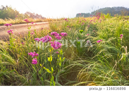 240608上野平z093 240608上野平z093 116816898
