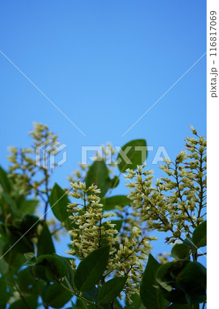 夏の緑にエンジュの花 夏の緑にエンジュの花 116817069
