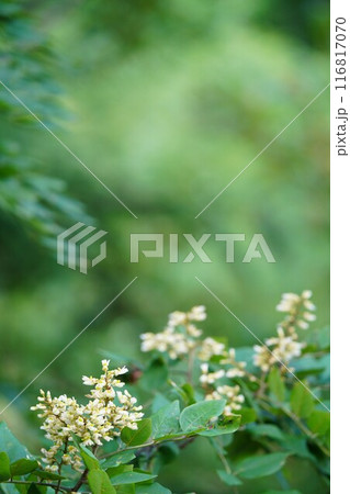 夏の緑にエンジュの花 夏の緑にエンジュの花 116817070