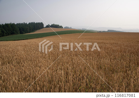 黄色く色付く麦畑の大地 116817081