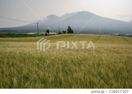 黄色く色付く麦畑の大地 116817107