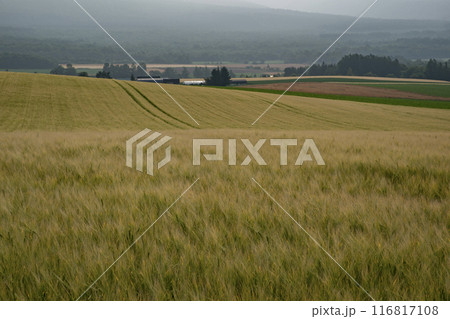 黄色く色付く麦畑の大地 116817108