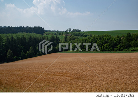 黄色く色付く麦畑の大地 116817262