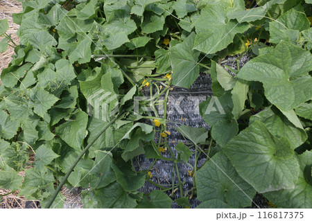 地這い栽培キュウリ　七月下旬 116817375