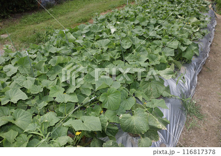 地這い栽培キュウリ　七月下旬 116817378