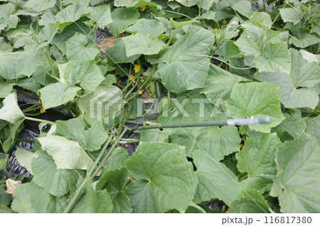 地這い栽培キュウリ　七月下旬 116817380