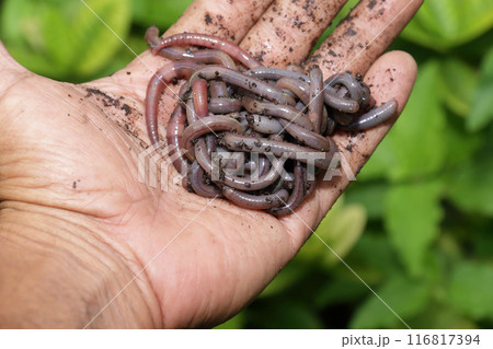 Earthworm 3 Earthworm 3 116817394