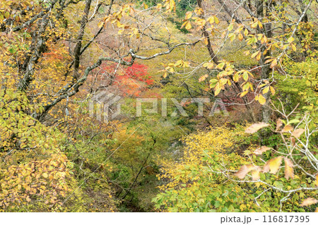 野迫川の紅葉 野迫川の紅葉 116817395