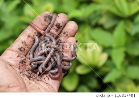 Earthworm 6 116817401