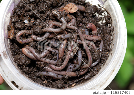 Earthworm 8 116817405
