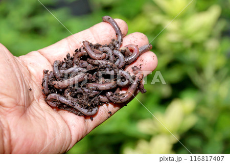 Earthworm 9 Earthworm 9 116817407