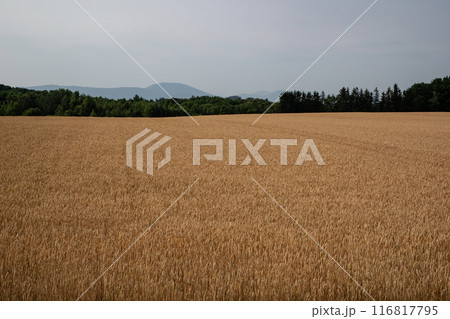 黄色く色付く麦畑の大地 黄色く色付く麦畑の大地 116817795