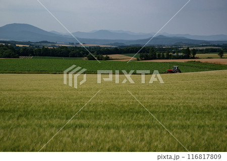 黄色く色付く麦畑の大地 116817809