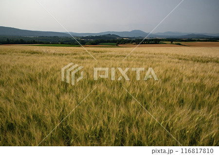 黄色く色付く麦畑の大地 黄色く色付く麦畑の大地 116817810