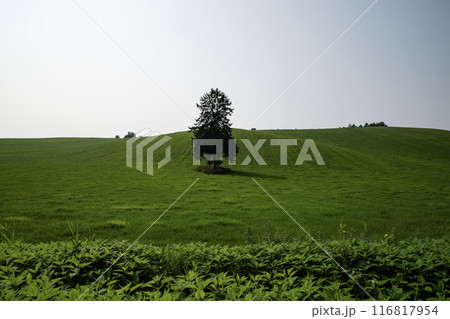 草原の中の大樹 草原の中の大樹 116817954