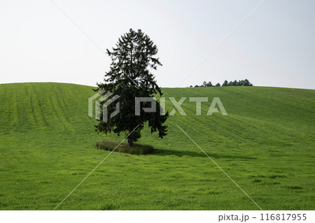 草原の中の大樹 116817955