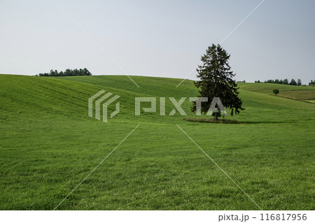 草原の中の大樹 116817956