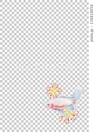 煙火和金魚畫水彩 煙火和金魚畫水彩 116818058