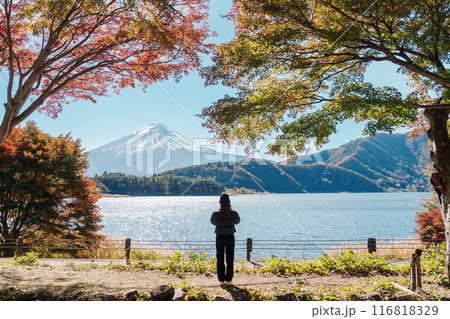 Woman tourist at Momiji Tunnel in Autumn season, happy Traveler travel in lake Kawaguchi, Yamanashi, Japan. Landmark for tourists attraction. Japan Travel, Destination and Vacation Woman tourist at Momiji Tunnel in Autumn season, happy Traveler travel in lake Kawaguchi, Yamanashi, Japan. Landmark for tourists attraction. Japan Travel, Destination and Vacation 116818329