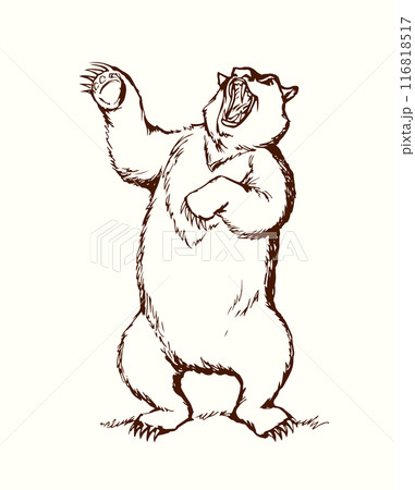 Vector drawing. An angry bear stands and growls 116818517