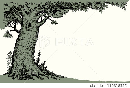 Vector drawing. An old oak tree 116818535