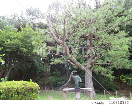珍しい井戸水汲みに井戸ポンプ 珍しい井戸水汲みに井戸ポンプ 116818586