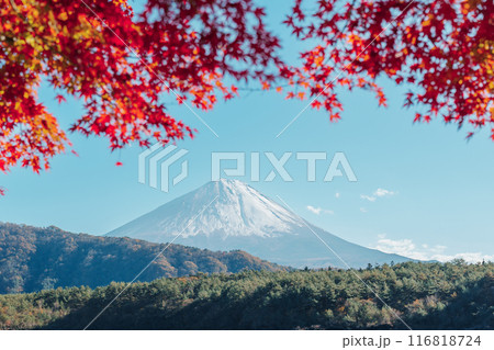 Mount Fuji view at Lake Saiko in Autumn season. Mt Fujisan in Fujikawaguchiko, Yamanashi, Japan. Landmark for tourists attraction. Japan Travel, Destination, Vacation and Mount Fuji Day concept 116818724