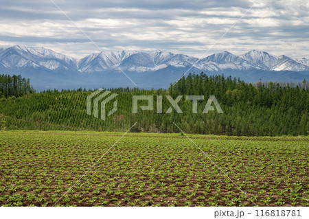 早春の十勝風景 早春の十勝風景 116818781