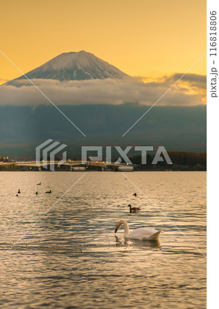 Mount Fuji with Swan and duck at Lake Kawaguchi in the evening sunset. Mt Fujisan in Yamanashi, Japan. Landmark for tourists attraction. Japan Travel, Destination, Vacation and Mount Fuji Day concept 116818806