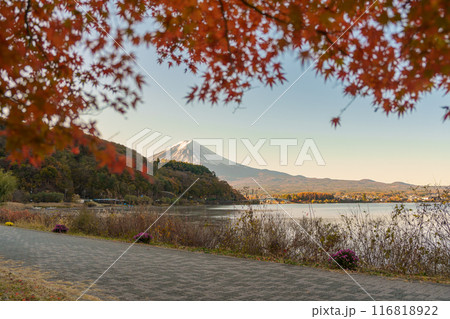 Mount Fuji view at Lake Kawaguchi in Autumn season. Mt Fujisan in Fujikawaguchiko, Yamanashi, Japan. Landmark for tourists attraction. Japan Travel, Destination, Vacation and Mount Fuji Day concept Mount Fuji view at Lake Kawaguchi in Autumn season. Mt Fujisan in Fujikawaguchiko, Yamanashi, Japan. Landmark for tourists attraction. Japan Travel, Destination, Vacation and Mount Fuji Day concept 116818922