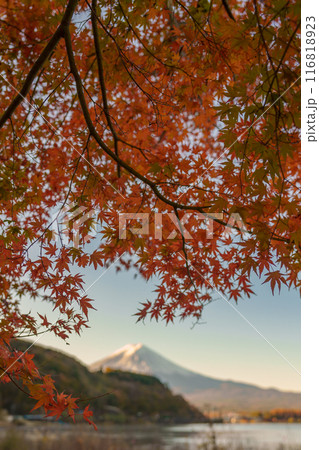 Mount Fuji view at Lake Kawaguchi in Autumn season. Mt Fujisan in Fujikawaguchiko, Yamanashi, Japan. Landmark for tourists attraction. Japan Travel, Destination, Vacation and Mount Fuji Day concept 116818923