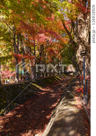 view at Momiji Kairo in Autumn season, happy Traveler travel Maple Corridor at lake Kawaguchi, Yamanashi, Japan. Landmark for tourists attraction. Japan Travel, Destination, Vacation view at Momiji Kairo in Autumn season, happy Traveler travel Maple Corridor at lake Kawaguchi, Yamanashi, Japan. Landmark for tourists attraction. Japan Travel, Destination, Vacation 116818926