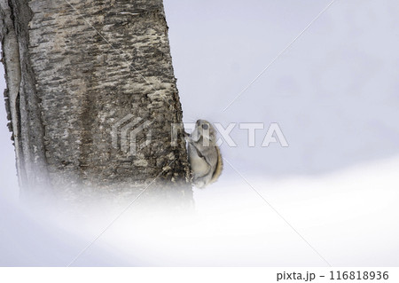 森の中でたたずむエゾモモンガ 116818936