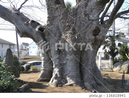 鶴巻の大ケヤキ 鶴巻の大ケヤキ 116818941
