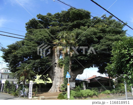 鶴巻の大ケヤキ 鶴巻の大ケヤキ 116818951